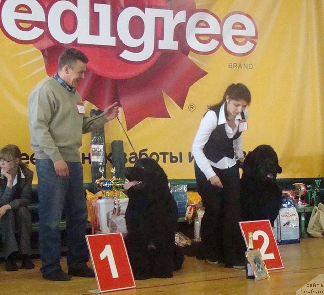 Фото: ньюфаундленд YUng Forest Gamp (Юнг Форест Гамп), ньюфаундленд Milord (Милорд)