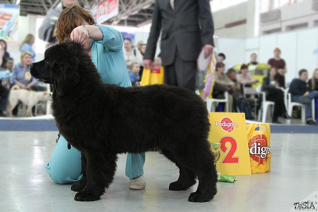 Фото: ньюфаундленд Akvatoriya Kelvin Praym Taym (Акватория Келвин Прайм Тайм)