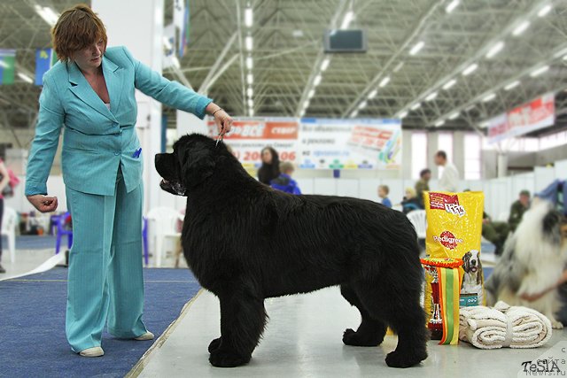 Фото: ньюфаундленд Akvatoriya Kelvin Insayder (Акватория Келвин Инсайдер)
