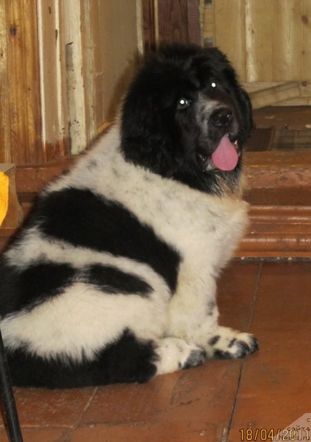 Фото: ньюфаундленд Super Bizon Ekaterinburg (Супер Бизон Екатеринбург)