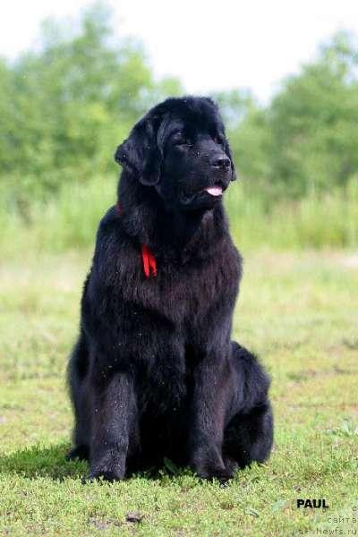 Фото: ньюфаундленд Nju Speis' Temp of Trinity (Нью Спейс Темп оф Тринити)