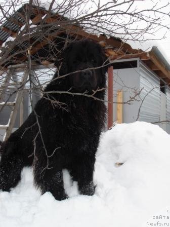 Фото: ньюфаундленд Zardalla (Зардалла)