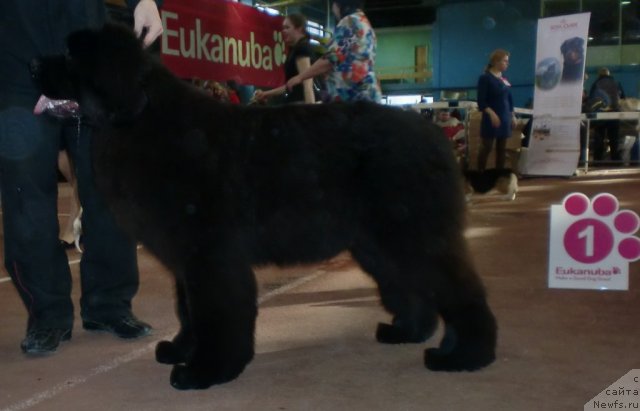 Фото: ньюфаундленд Ih Vyisochestvo Giacinta Briz (Их Высочество Гиацинта Бриз)