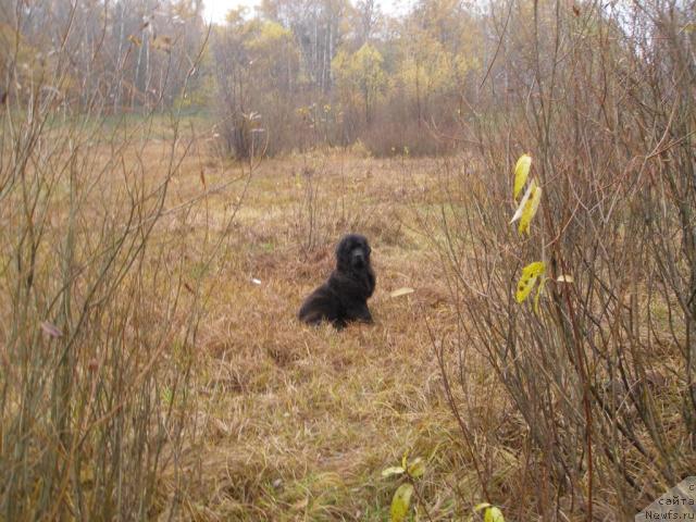 Фото: ньюфаундленд CHelendjer (Челенджер)