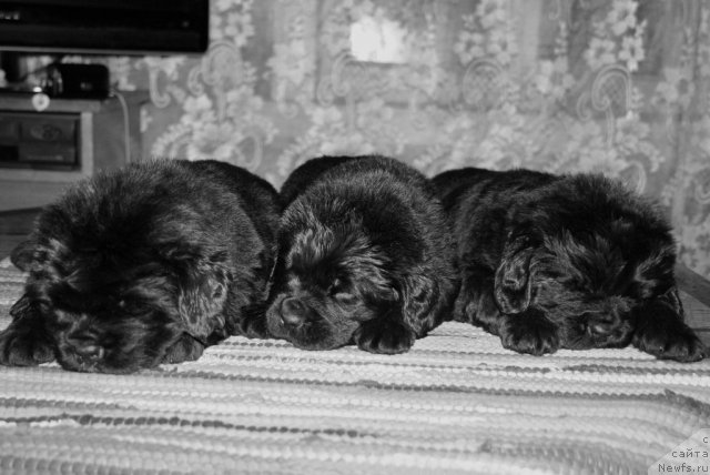 Фото: ньюфаундленд Smigar Osennyaya Skazka (Смигар Осенняя Сказка)