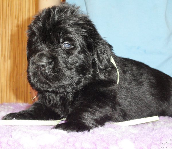 Фото: Кобель лимонная лента от Тары и Брендона