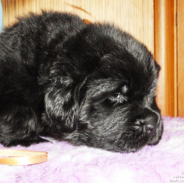 Фото: Кобель золотая лента от Тары и Брендона