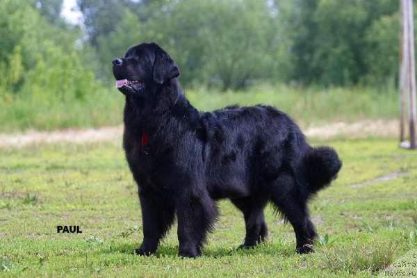Фото: ньюфаундленд Nju Speis' Temp of Trinity (Нью Спейс Темп оф Тринити)