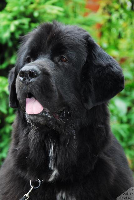 Фото: ньюфаундленд Sent Djons Zanna D'Ark (Сент Джонс Жанна Д'Арк)