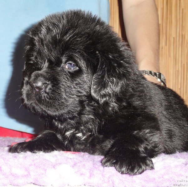 Фото: Сука розовая лента от Тары и Брендона