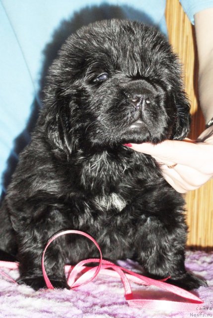 Фото: Сука розовая лента от Тары и Брендона