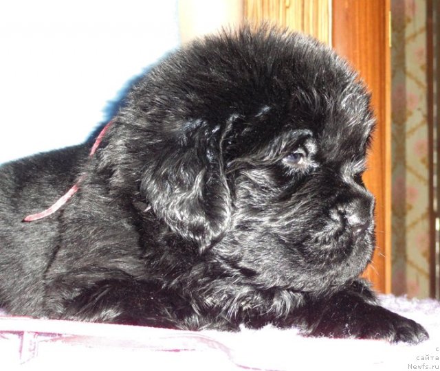 Фото: Сука розовая лента от Тары и Брендона