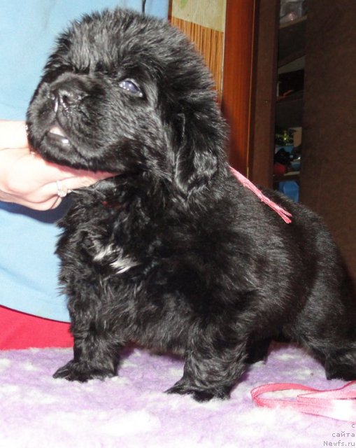 Фото: Сука розовая лента от Тары и Брендона