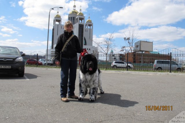 Фото: ньюфаундленд Plyushevaya Panda Stil'-Sankt-Peterburga (Плюшевая Панда Стиль-Санкт-Петербурга)