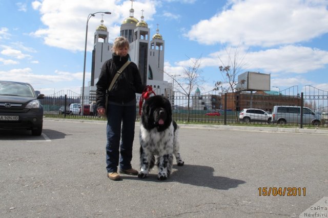 Фото: ньюфаундленд Plyushevaya Panda Stil'-Sankt-Peterburga (Плюшевая Панда Стиль-Санкт-Петербурга)
