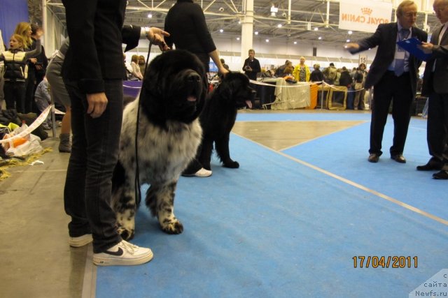 Фото: ньюфаундленд Plyushevaya Panda Stil'-Sankt-Peterburga (Плюшевая Панда Стиль-Санкт-Петербурга)