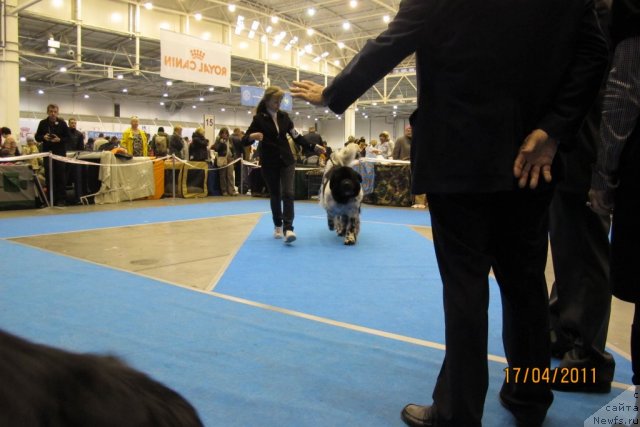 Фото: ньюфаундленд Plyushevaya Panda Stil'-Sankt-Peterburga (Плюшевая Панда Стиль-Санкт-Петербурга)