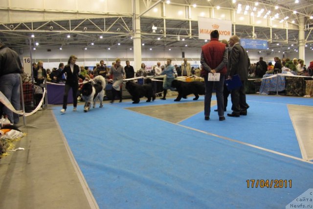 Фото: ньюфаундленд Plyushevaya Panda Stil'-Sankt-Peterburga (Плюшевая Панда Стиль-Санкт-Петербурга), ньюфаундленд Just For My Heart Midnight Bear, ньюфаундленд Midnight Lady's Voodoo Priest