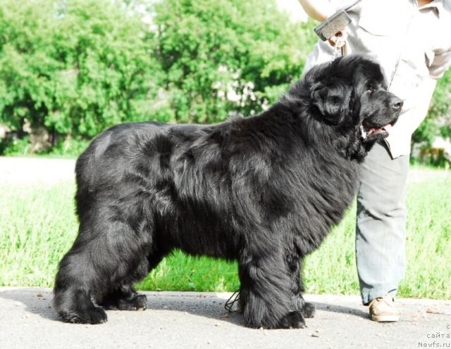 Фото: ньюфаундленд Owasco Harleydavidson