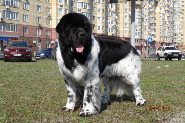 Фото: ньюфаундленд Plyushevaya Panda Stil'-Sankt-Peterburga (Плюшевая Панда Стиль-Санкт-Петербурга)