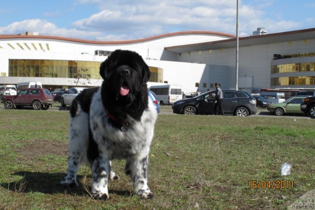 Фото: ньюфаундленд Plyushevaya Panda Stil'-Sankt-Peterburga (Плюшевая Панда Стиль-Санкт-Петербурга)