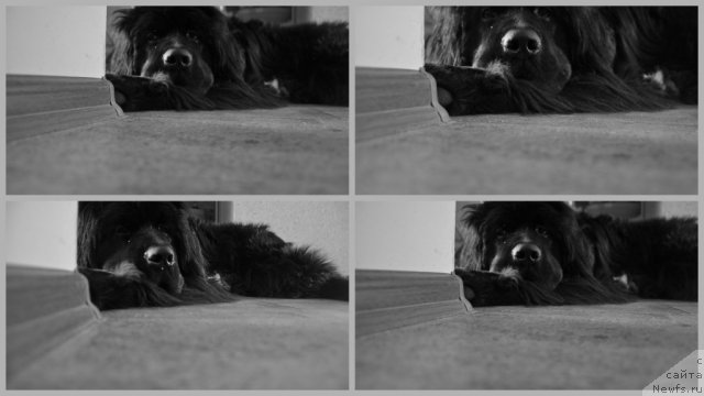 Фото: Гучи, 9 месяцев