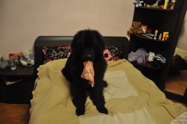 Фото: Гучик 8 месяцев