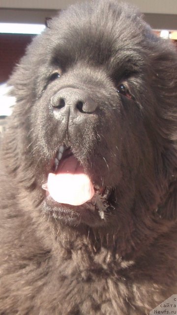 Фото: ньюфаундленд N'yufort Blesk Domino (Ньюфорт Блеск Домино)