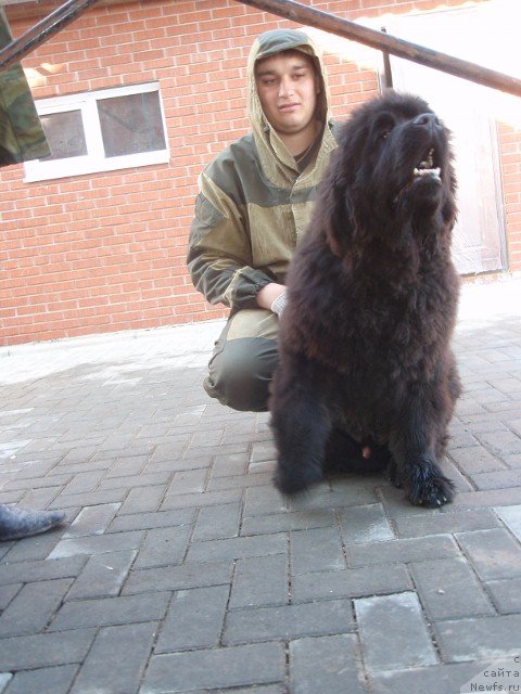 Фото: ньюфаундленд N'yufort Blesk Domino (Ньюфорт Блеск Домино)
