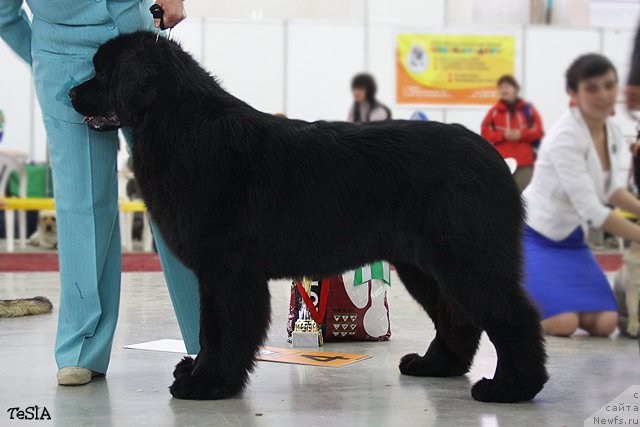Фото: ньюфаундленд Aquatoriya Kelvin Northern Spirit (Акватория Келвин Нозерн Спирит)