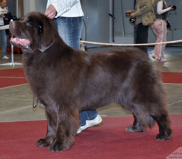 Фото: ньюфаундленд Oktjabrina s Berega Dona (Октябрина с Берега Дона)