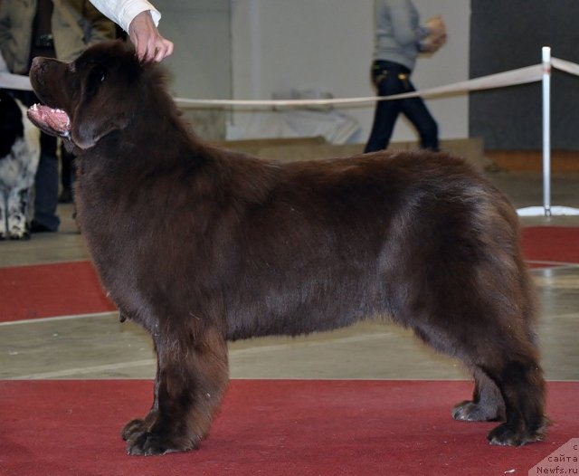 Фото: ньюфаундленд Oktjabrina s Berega Dona (Октябрина с Берега Дона)