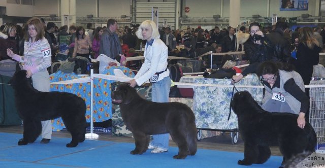 Фото: ньюфаундленд King of Helluland Magic Moment, ньюфаундленд Oktjabrina s Berega Dona (Октябрина с Берега Дона), ньюфаундленд Topgallant's Beauty Baby