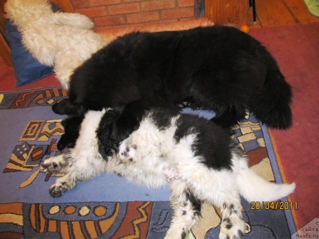 Фото: ньюфаундленд Ih Vyisochestvo Vladlena Madjiks (Их Высочество Владлена Маджикс), ньюфаундленд Super Bizon Ekaterinburg (Супер Бизон Екатеринбург)