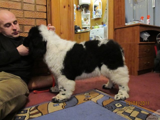 Фото: ньюфаундленд Super Bizon Ekaterinburg (Супер Бизон Екатеринбург), Aleksey Nistratov (Алексей Нистратов)