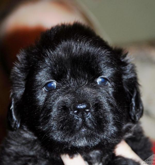 Фото: ньюфаундленд Sent Djons Nirvana (Сент Джонс Нирвана)