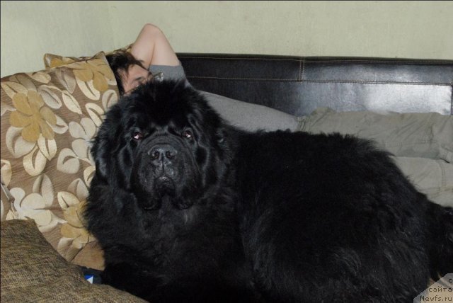 Фото: ньюфаундленд Kloofbears My Dream for Sent Djons