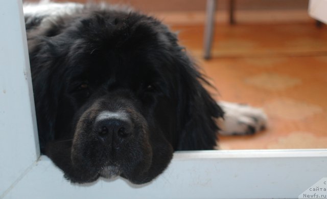 Фото: ньюфаундленд Kiper Soul Jemchujina Belaya (Кипер Соул Жемчужина Белая)