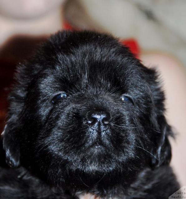 Фото: ньюфаундленд Sent Djons Nirvana (Сент Джонс Нирвана)