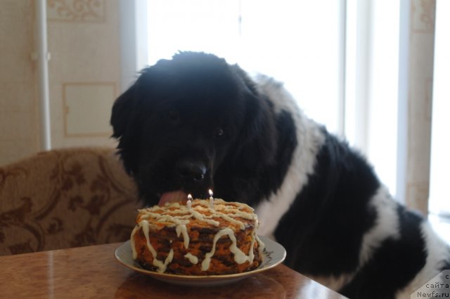 Фото: ньюфаундленд Kiper Soul Jemchujina Belaya (Кипер Соул Жемчужина Белая)