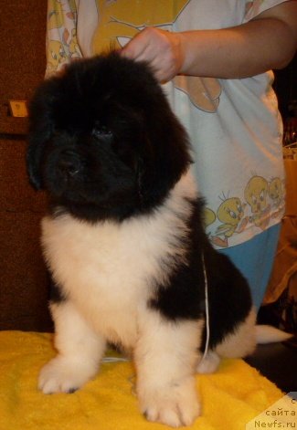 Фото: ньюфаундленд Super Premium Zippi Senseyshen (Супер Премиум Зиппи Сенсейшен)