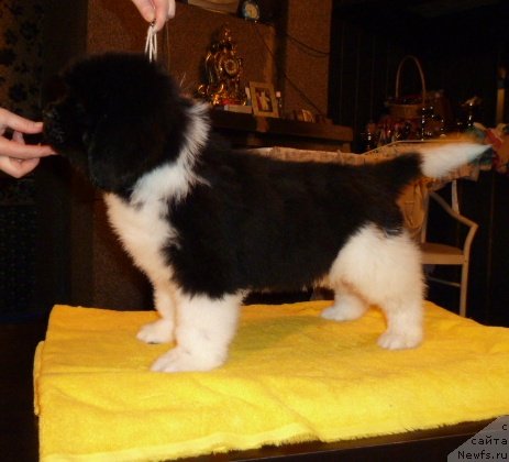 Фото: ньюфаундленд Super Premium Zippi Senseyshen (Супер Премиум Зиппи Сенсейшен)