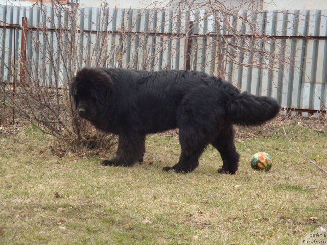 Фото: ньюфаундленд Ih Visochestvo Gloria Airis (Их Высочество Глория Айрис)