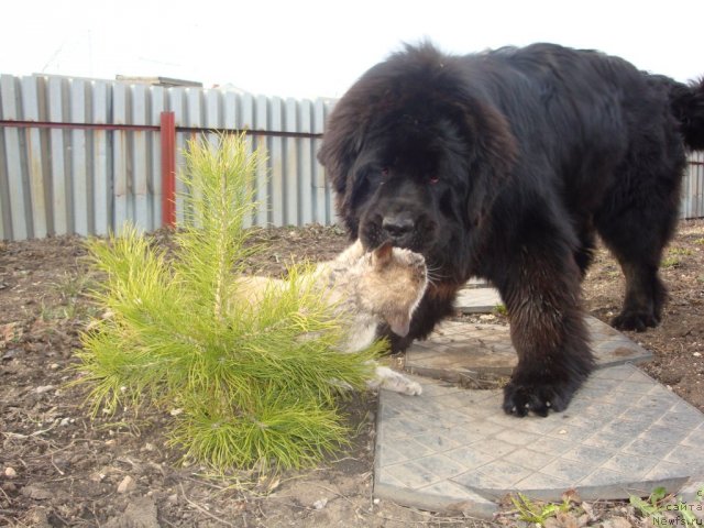 Фото: ньюфаундленд Ih Visochestvo Gloria Airis (Их Высочество Глория Айрис), кот Федор