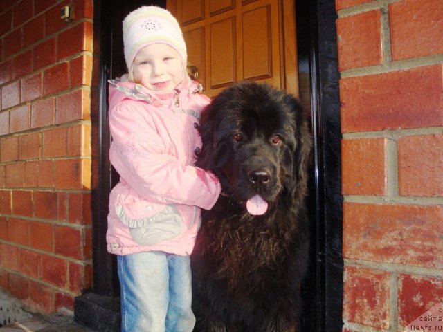 Фото: Вика, ньюфаундленд Ih Visochestvo Gloria Airis (Их Высочество Глория Айрис)