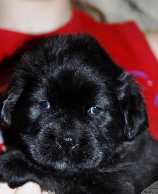 Фото: ньюфаундленд Sent Djons Nirvana (Сент Джонс Нирвана)