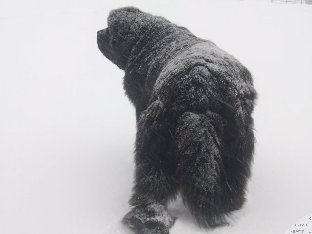 Фото: ньюфаундленд Karat iz Medvejyego Yara (Карат из Медвежьего Яра)