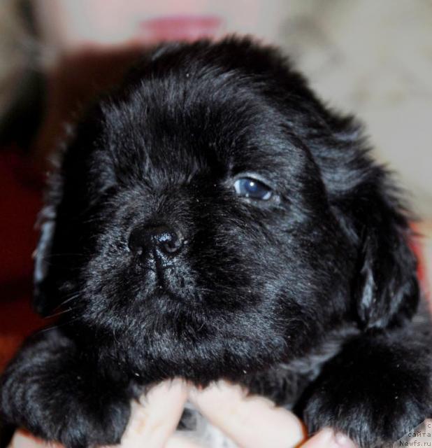 Фото: ньюфаундленд Sent Djons Nirvana (Сент Джонс Нирвана)