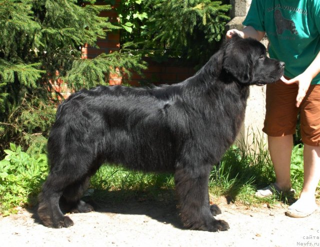 Фото: ньюфаундленд Sent Djons Tehasskiy Reyndjer (Сент Джонс Техасский Рейнджер)