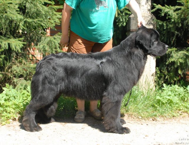 Фото: ньюфаундленд Sent Djons Tehasskiy Reyndjer (Сент Джонс Техасский Рейнджер)